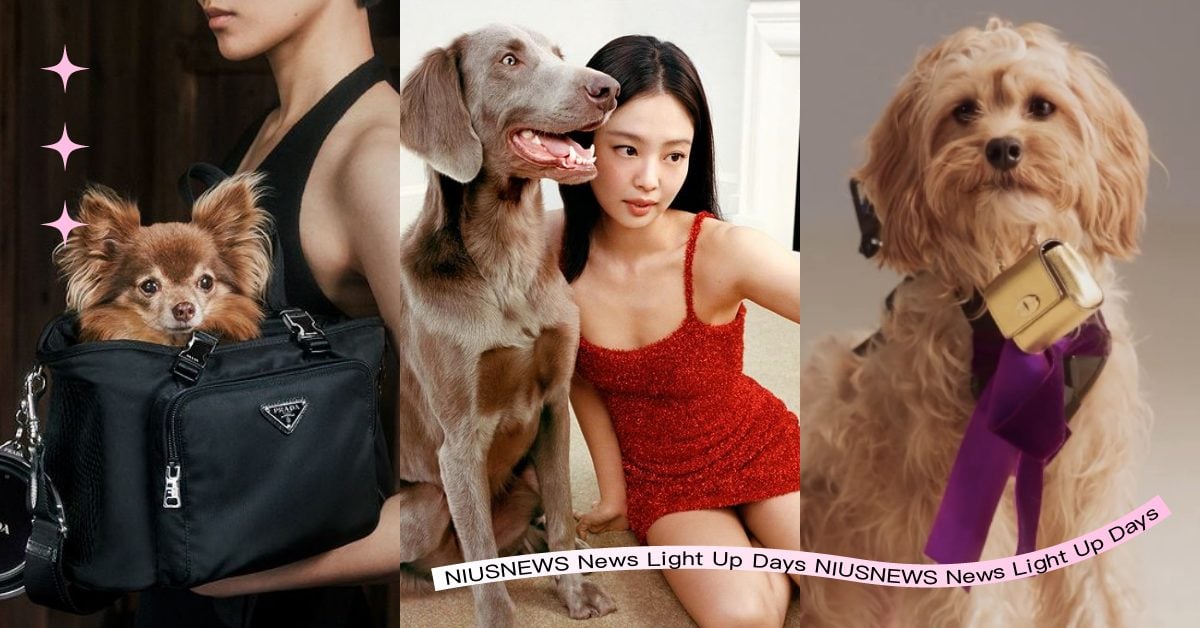 毛孩變身時尚主角！6個必看可愛「精品寵物廣告」：Jennie攜狗狗玩自拍太心動！ 精品寵物廣告、Jennie、PRADA、JACQUEMUS、Mulberry、Coperni、BURBERRY、CELINE