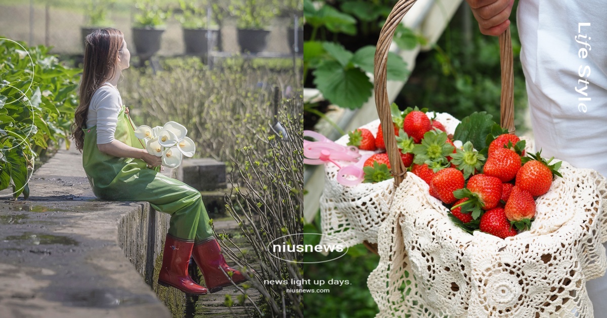 春天不是只有賞櫻！家庭親子採草莓、情侶約會摘海芋，旅遊小助理「農遊超市」帶你玩 農遊超市、農遊體驗、採草莓、摘海芋、旅遊、玩樂、戶外、出遊、田園、大自然