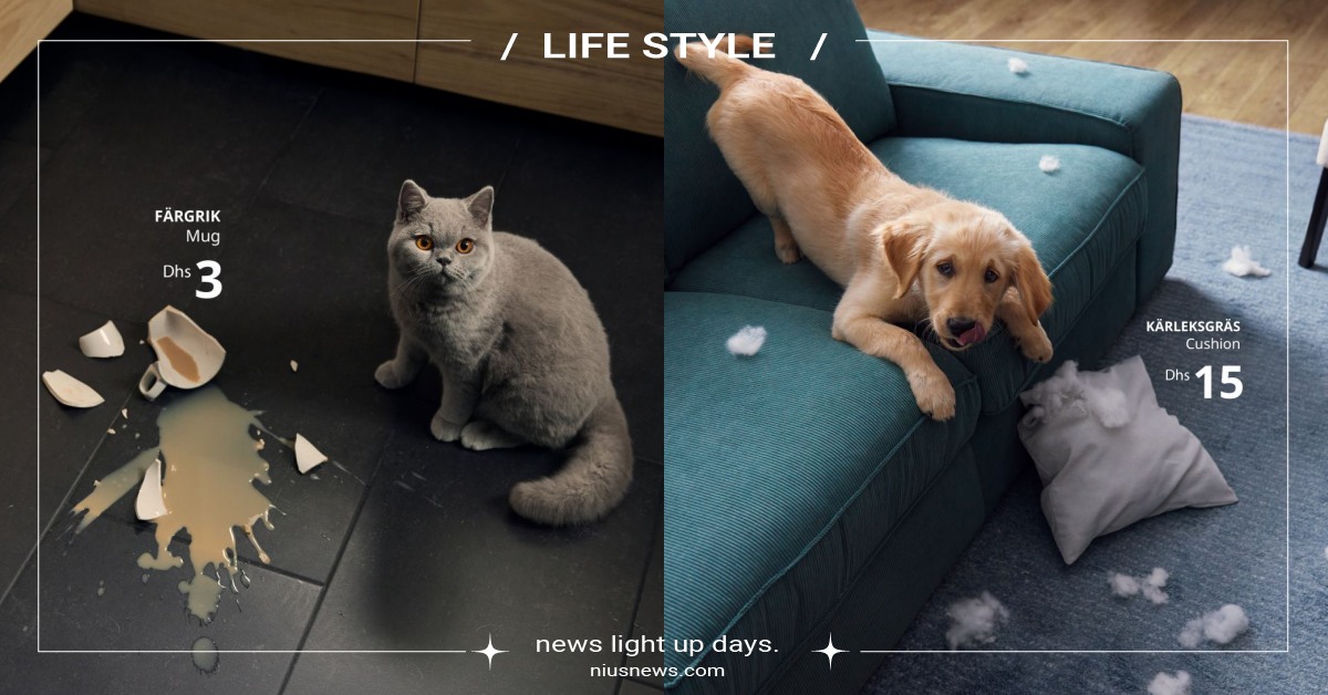 主人傻眼！IKEA創意廣告「貓狗破壞時刻」現場抓包，無辜小眼神引共鳴：心軟了 IKEA、創意廣告、寵物、貓狗、IKEA UAE