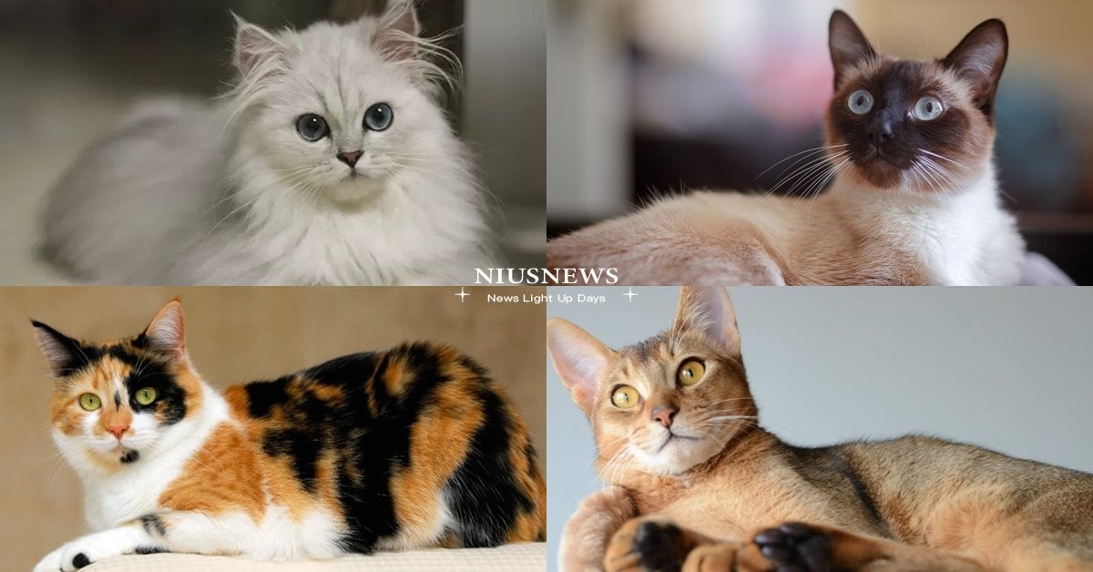 心理測驗「你未來的另一半是哪種人」？貓貓4選1看出下一任戀人類型 心理測驗、心測、貓、愛情、另一半