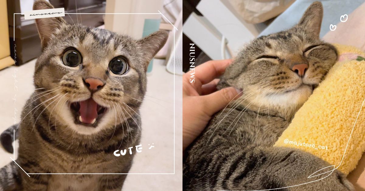 癱瘓貓不是只能安樂死！網紅貓「麻吉太郎」從瀕死到成為幸福小貢丸的堅韌貓生｜妞專訪 阿吉、麻吉哥、麻吉太郎、majutaro_cat、癱瘓貓