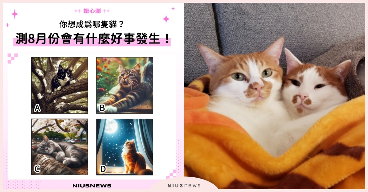 心理測驗「預測你的8月運勢」！憑直覺選1隻貓咪，測出你將面對的人生關卡！ 8月運勢、心理測驗、妞心測、心測、貓咪心測、動物心測