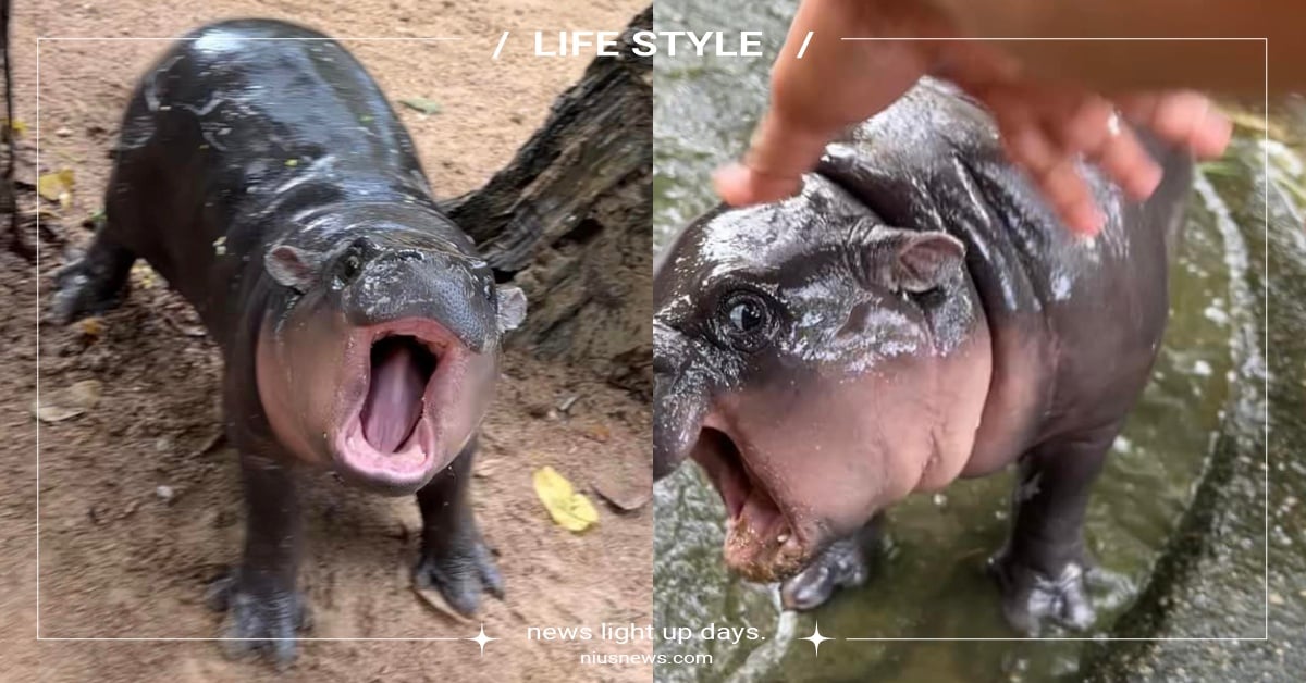 泰國侏儒河馬寶寶自帶迷因爆紅！死命拒絕飼養員被笑爆，取名「彈跳豬」超能跳？ 侏儒河馬、侏儒河馬寶寶、河馬寶寶、河馬寶寶迷因、河馬寶寶爆紅、彈跳豬、泰國動物園、泰國