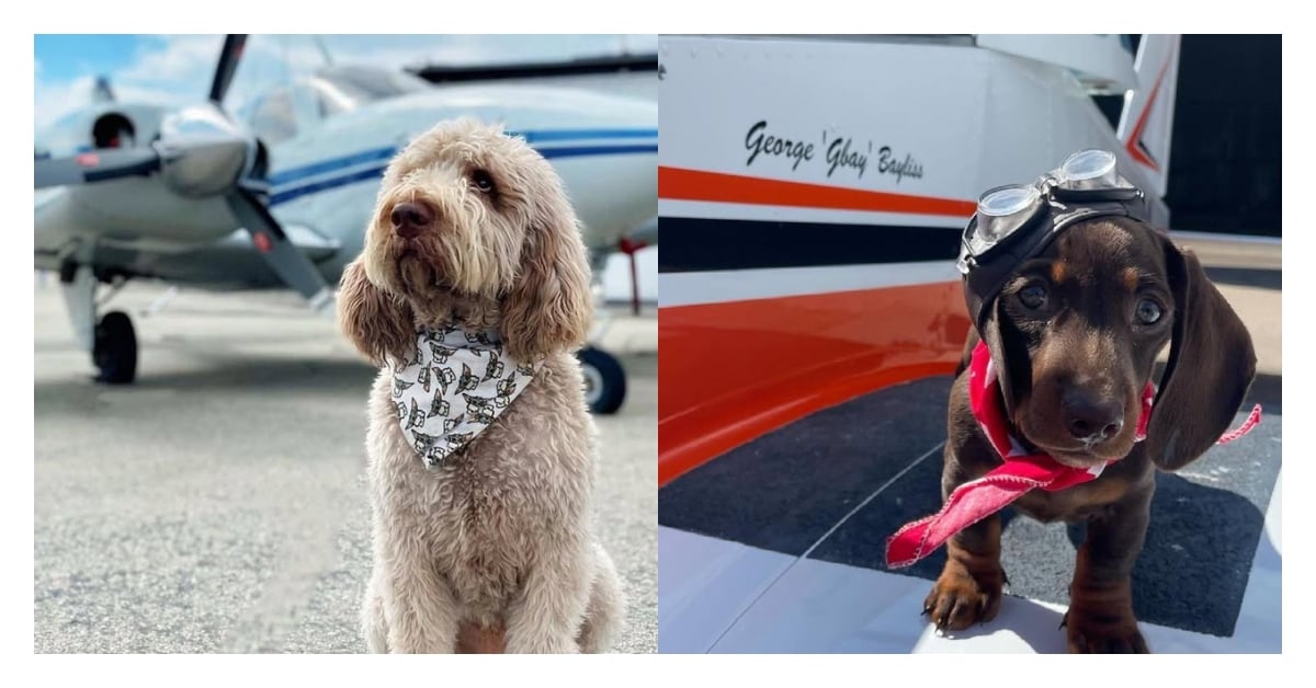 帶毛孩出國不是夢！寵物友善航空Top6推薦，輕鬆搞定毛孩國際旅行 寵物、出國、航空、旅行、寵物友善