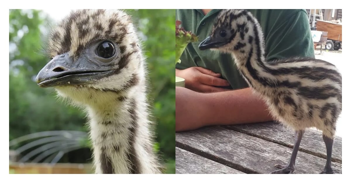 鴯鶓寶寶逆襲成長記：母雞養母的跨物種「反差萌養成術」！ 動物、動物、可愛、趣聞、寵物