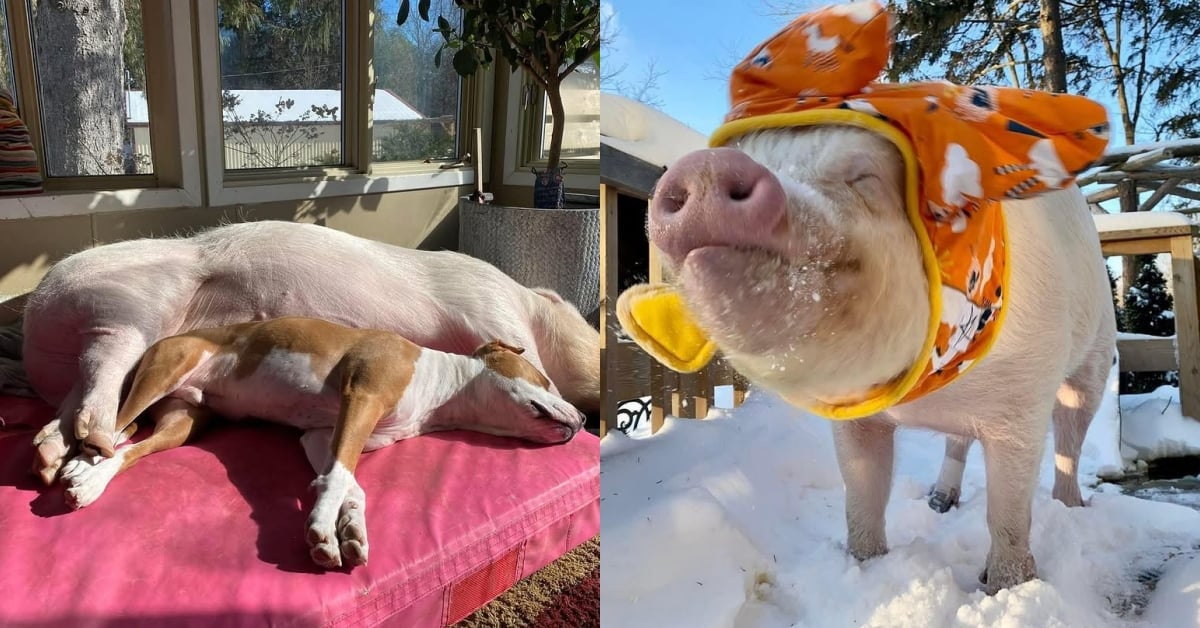 全球最紅的寵物豬網紅！270公斤的「迷你」豬：登上《紐時》暢銷書排行，讓主人賣房、吃素、還創立動物庇護農場！ 寵物、豬、迷你豬、可愛、網紅