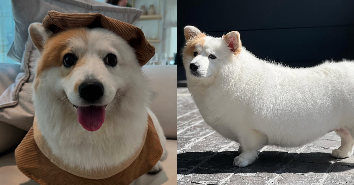 短腿＋翻肚＝快樂密碼！泰國最可愛的「行走麻糬」柯基犬Meringue 柯基、可愛、寵物、泰國、Meringue