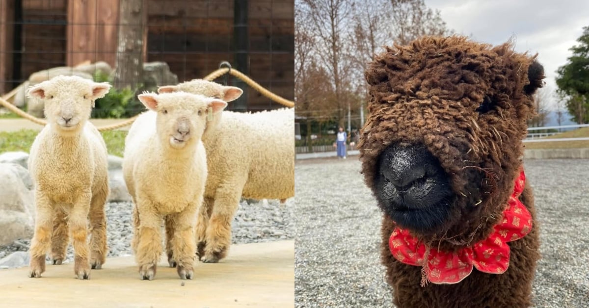 英倫血統＋棉花糖外型=羊界最萌C位！全台泰迪羊農場巡禮 泰迪羊、農場、宜蘭、觀光、可愛