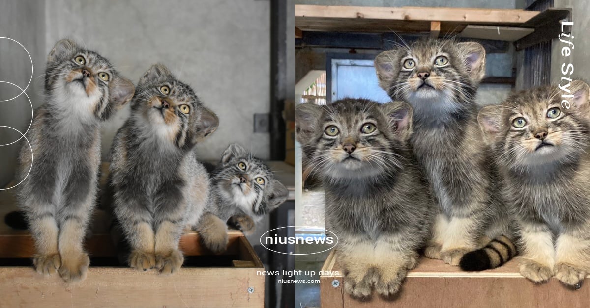 日本兔猻三兄弟命名結果出爐！取名「信長＆秀吉＆家康」含義曝，網笑：會打架吧 日本兔猻三兄弟、日本兔猻寶寶、兔猻三兄弟、兔猻寶寶、兔猻寶寶命名