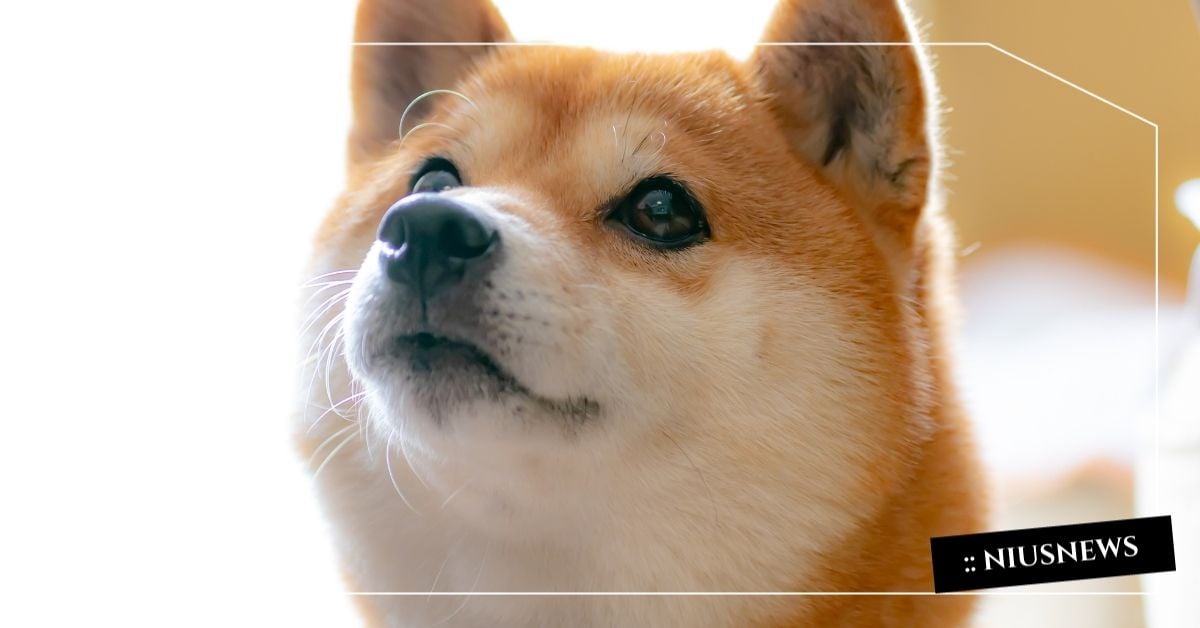 毛小孩看病比妳還貴？門診、手術住院、闖禍理賠一次看懂，上班族必修的寵物險大解析！ 國泰寵物險、寵物保險、線上投保、毛小孩保險、上班族生活、寵物醫療費、貓奴狗奴必看、毛孩健康、寵物責任險、動物醫院、毛孩日常