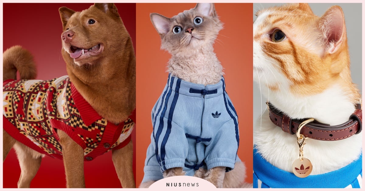 adidas居然有「新春馬年寵物裝」！12毛小孩新衣、包包開賣，中式外套搭最萌親子裝拜年 adidas、adidasOriginals、adidas中式外套、adidasOriginals寵物裝、adidas寵物系列、adidas新年限定、寵物拜年