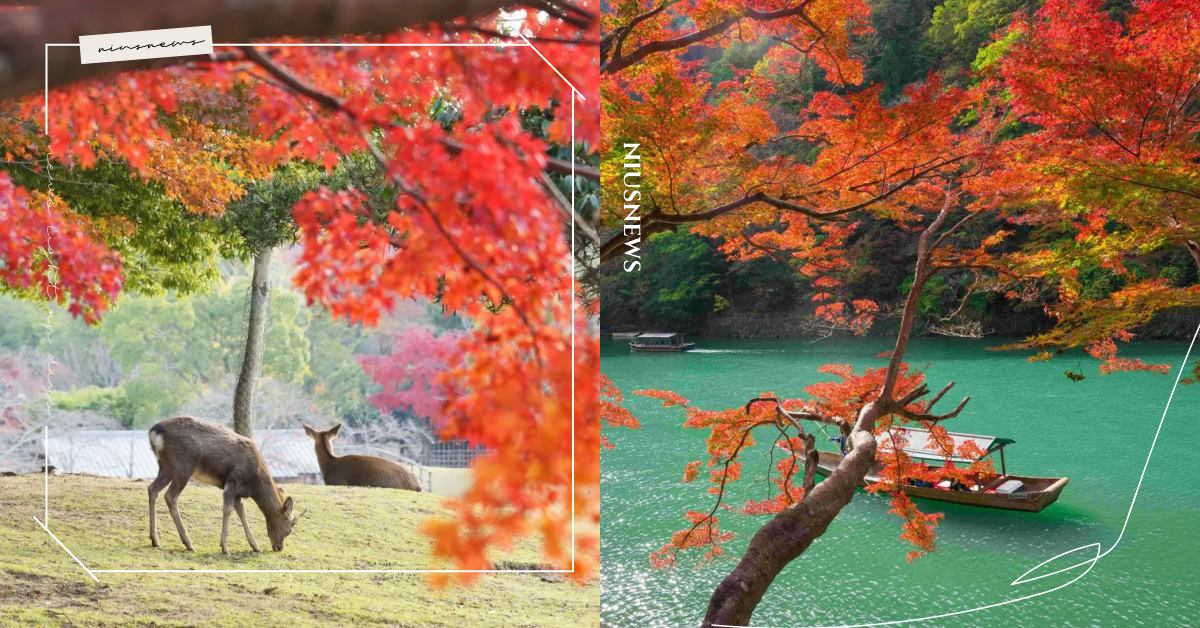 日本賞楓熱度升溫！Klook推早鳥8折、今晚訂明早玩 