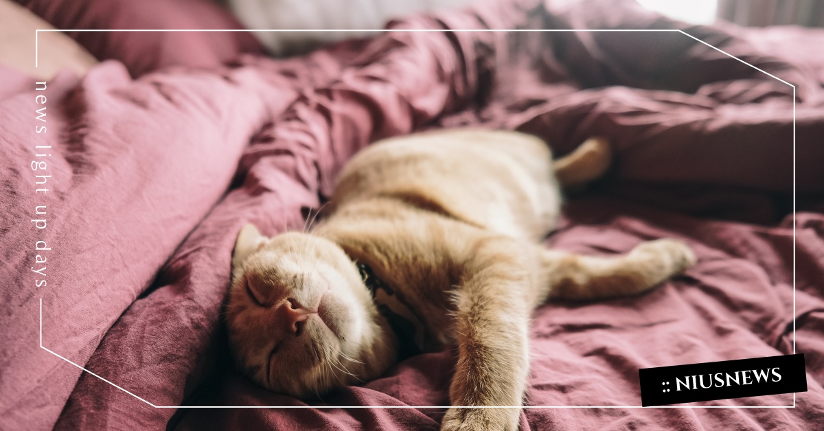 國際懶人日！懶惰竟然跟遺傳有關係？科學原理大揭密「懶惰」背後的原因？！ 懶惰、科學、沙發馬鈴薯、couch potato、基因