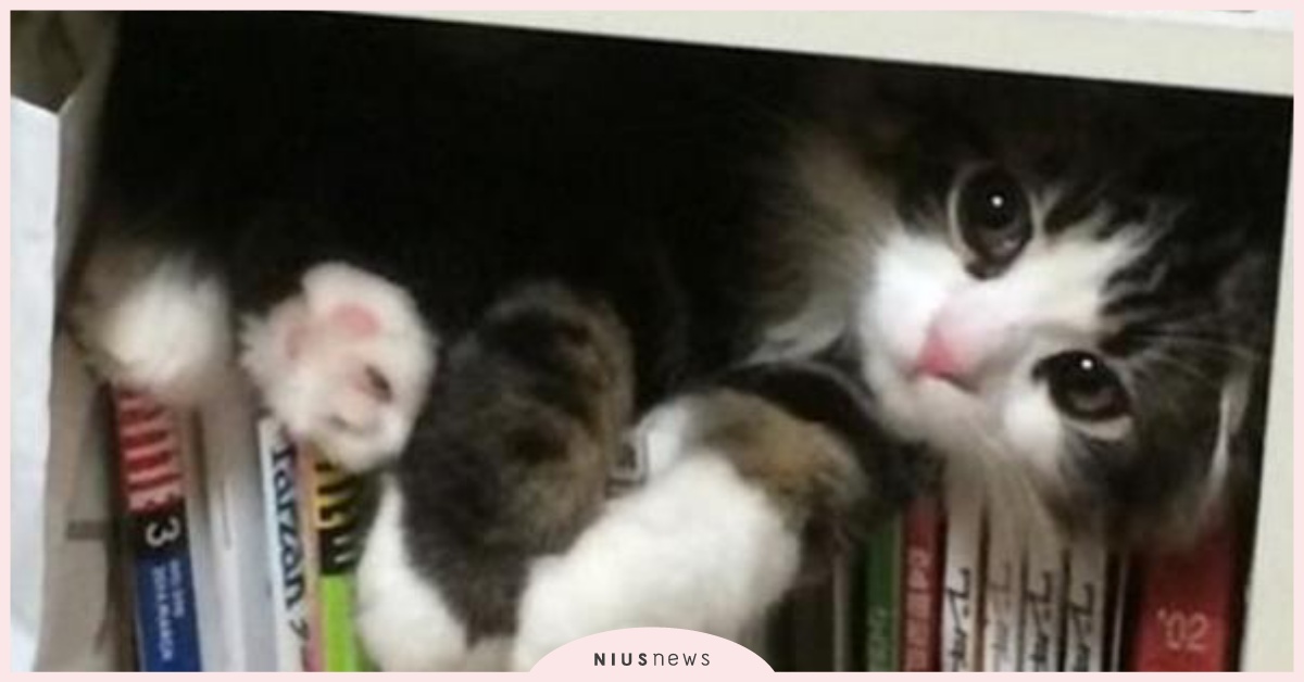 在哪裡看到牠們都不稀奇！貓大爺藏身地點大公開 貓咪、貓、可愛、萌、蠢、傻、藏身、極限