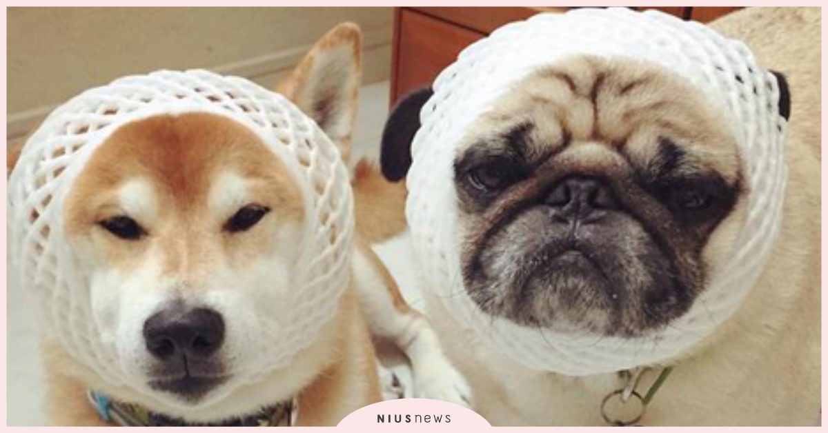 主人是不是把我們當成水果了 巴哥犬和柴犬兄弟的快樂生活日記 Tora Pom Happylife T P Brothers Instagram 日本 Sns 生活發現 妞新聞niusnews