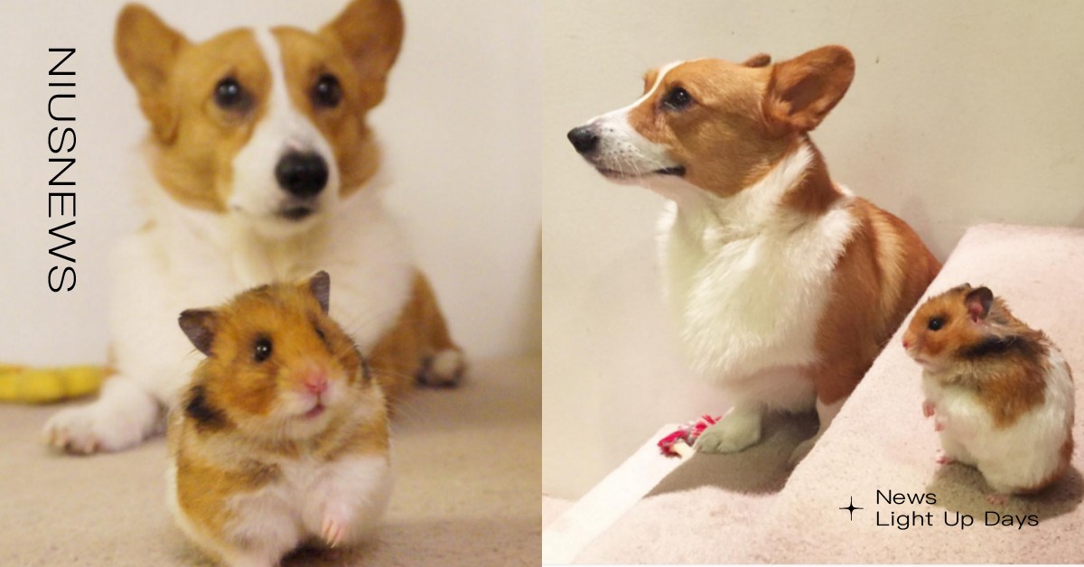 怎麼這麼像！柯基＆倉鼠驚人相似度，跨種族友誼笑翻網：是在玩大家來找碴？ lokis_hamster、lokistagram、Loki the Corgi、Ham Ham、Loki、柯基、倉鼠、instagram、SNS、寵物、狗、動物、跨物種、跨種族、友情、親情