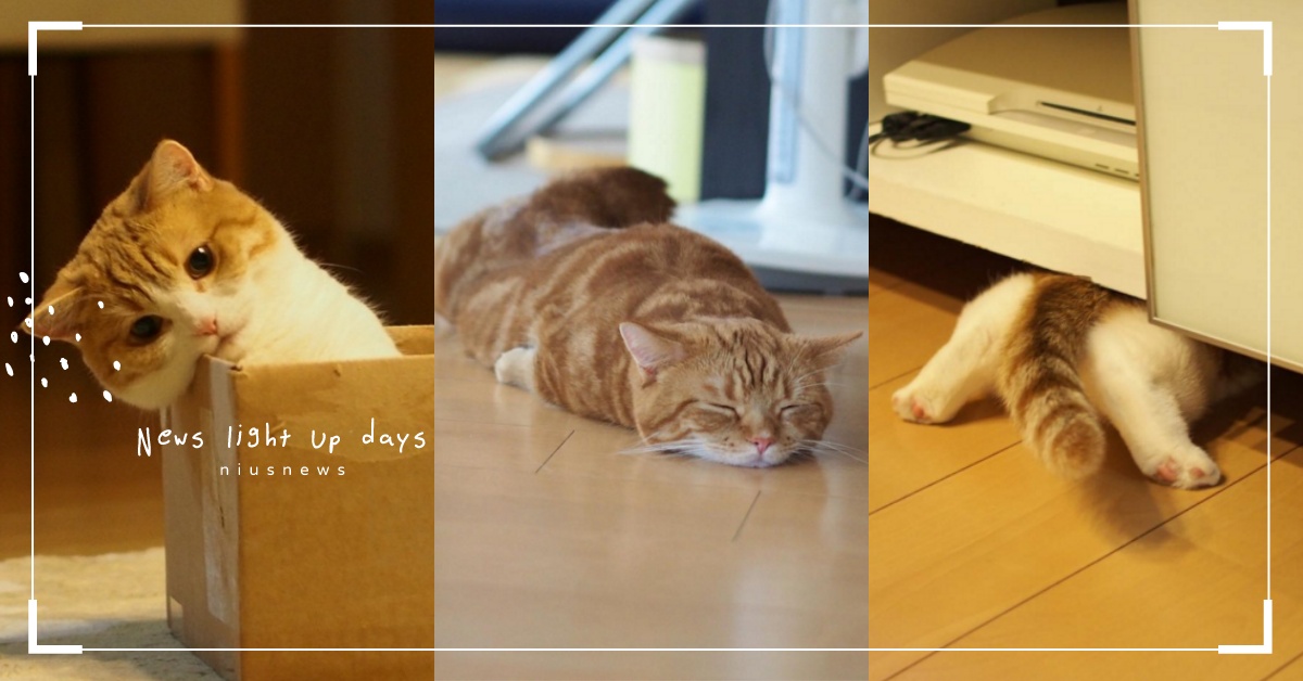 「我腿短但我可愛！」短腿貓兄妹萌爆，可愛日常席捲40萬日網友 茶太郎、きなこ、amaccho5160、短腿貓、兄妹