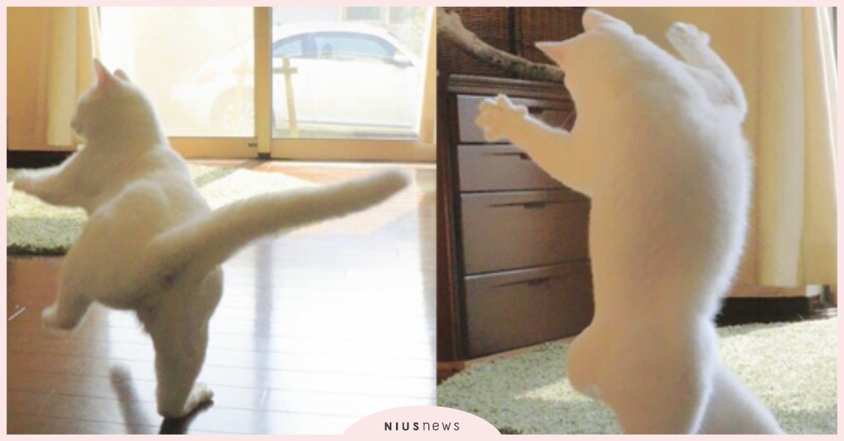 旋轉跳躍我不停歇～軟Q白貓Milk扭腰擺臀驚艷眾人 瀬戸にゃん ちさ、ccchisa76、ミルコ、Instagram、貓咪、日本、寵物、喵星人、貓、SNS、動物、跳舞、舞棍、凌波舞、旋轉跳躍我不停歇