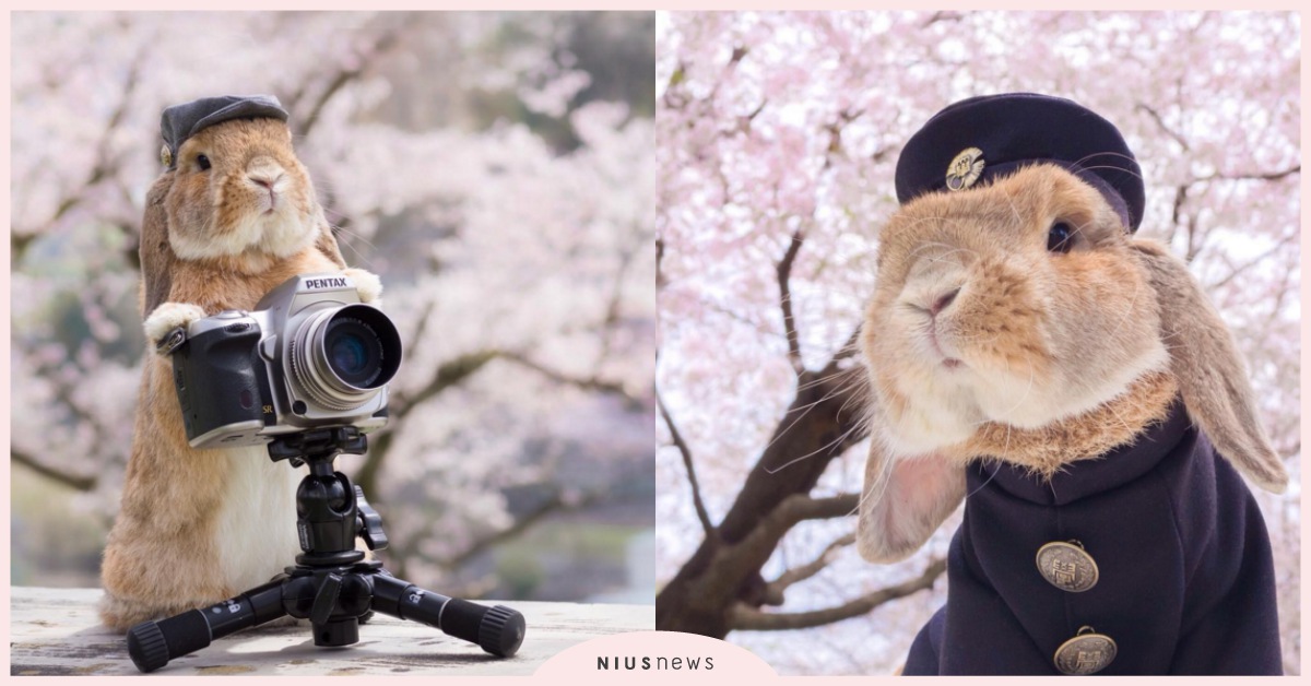 兔界制服型男在這！軟萌兔兔PuiPui櫻花樹下唯美攝影 mumitan、ぷいぷい、PuiPui、兔子、日本