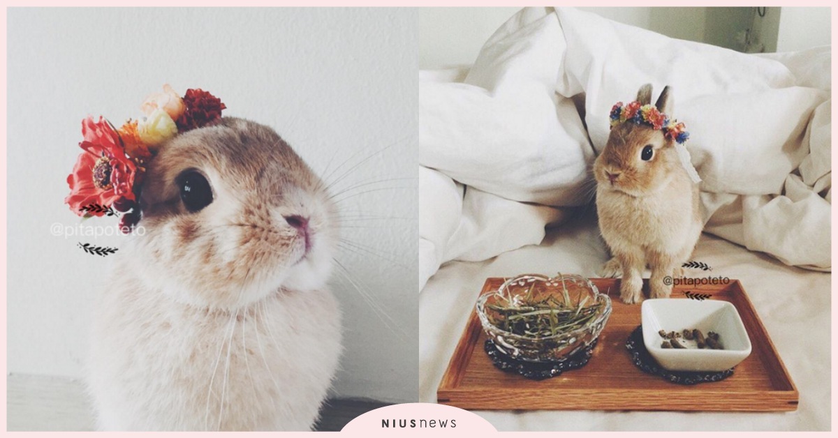 戴上花環的兔兔一秒變女神！萌兔Poteto的小清新日常 instagram、pitapoteto、poteto、花環、兔子