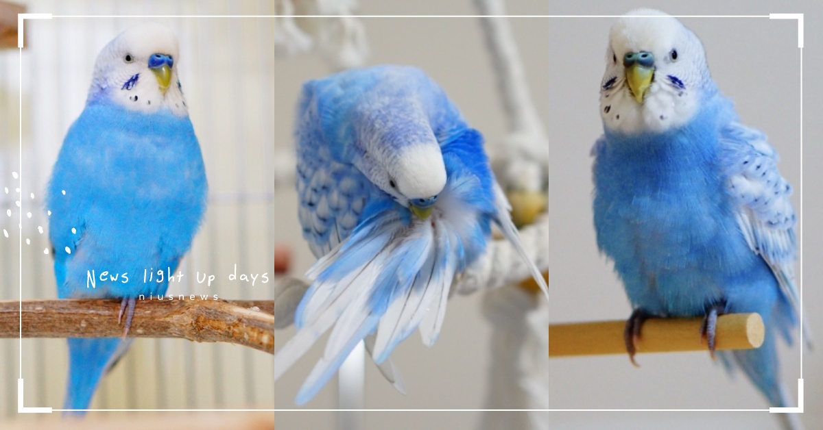 一身「雲朵奶霜藍」的小鸚鵡，專長竟然是唱《櫻桃小丸子》主題曲！ 鸚鵡、粉藍、buttle_frunky、SAKU、櫻桃小丸子