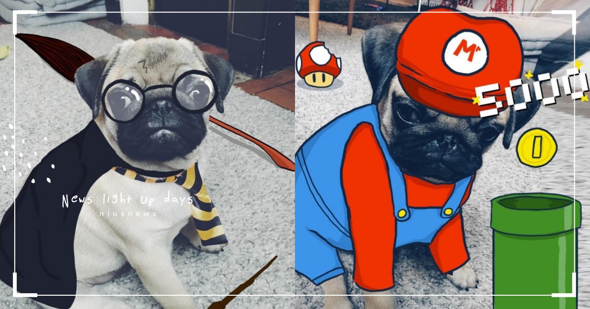 不用花錢！設計師主人手繪「想像力爆棚寵物服」，小巴哥犬化身哈利波特、瑪利歐 巴哥犬、狗、可愛、萌、Lucile