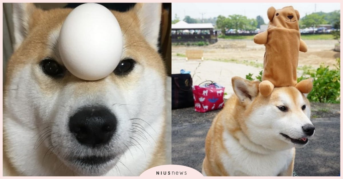 在人家頭上立蛋也沒問題唷！日本最會「頂」的柴柴Gaku 柴犬、柴柴、狗、狗狗、犬