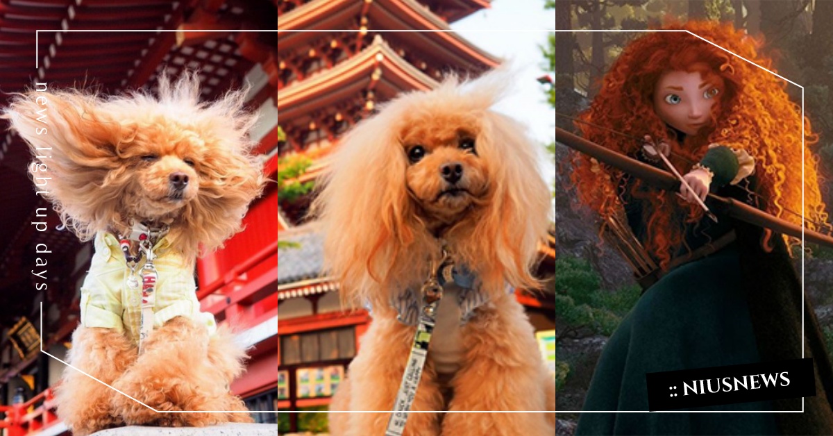 梅莉達竟然變成狗狗了？超有迪士尼公主氣場的貴賓狗Mikuru 貴賓、貴賓狗、Mikuru、梅莉達、迪士尼