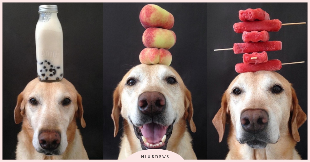 狗狗食物挑戰！拉布拉多Chester自帶「完美平衡力」，酒杯、水蜜桃通通難不倒牠 特技、汪光、寵物、才藝、平衡