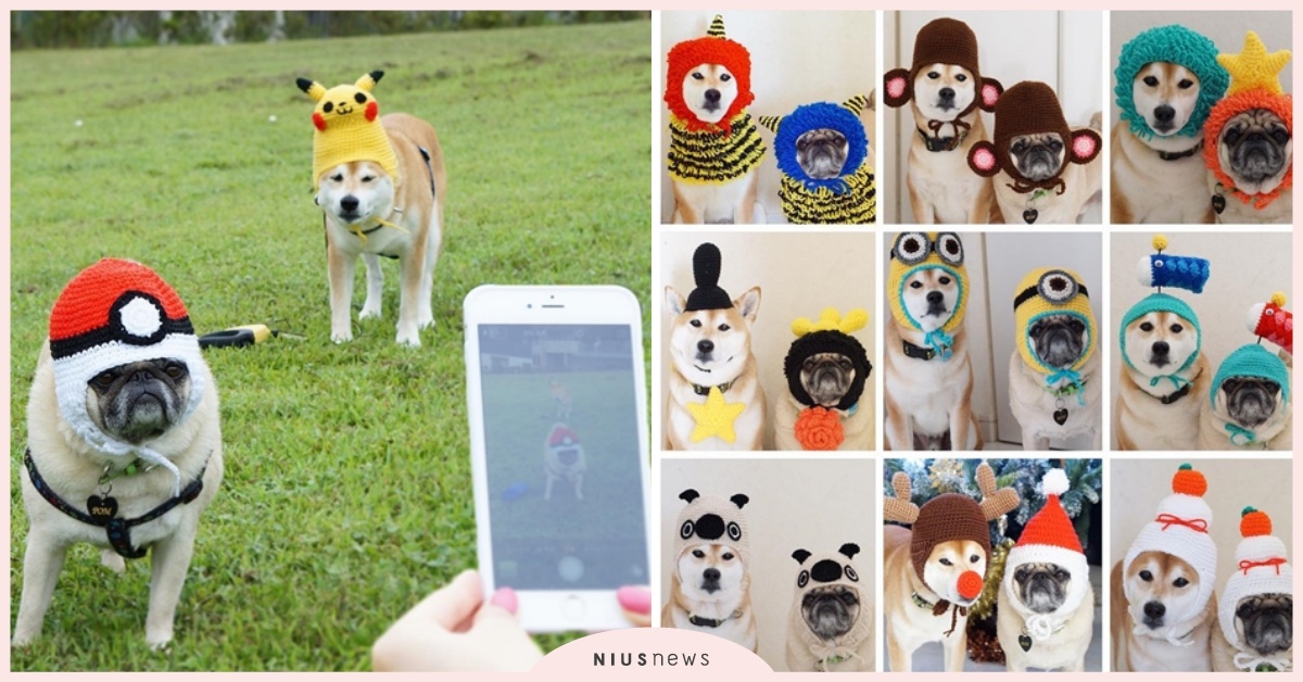 鏟屎官最愛打扮柴柴 巴哥犬兄弟 雙犬好氣又好笑 無奈臉 一看秒噴笑 Tora Pom Happylife T P Brothers Instagram 日本 巴哥犬 生活發現