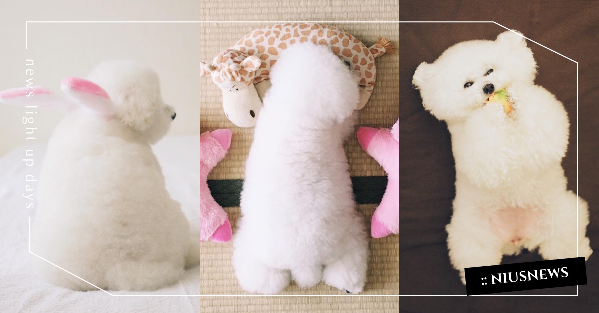 媽媽說牠只有二頭身？史上最圓玩具貴賓用毛嘟嘟小屁萌哭你 ernie_pooh_、___ernie2、屁屁、療癒、圓潤