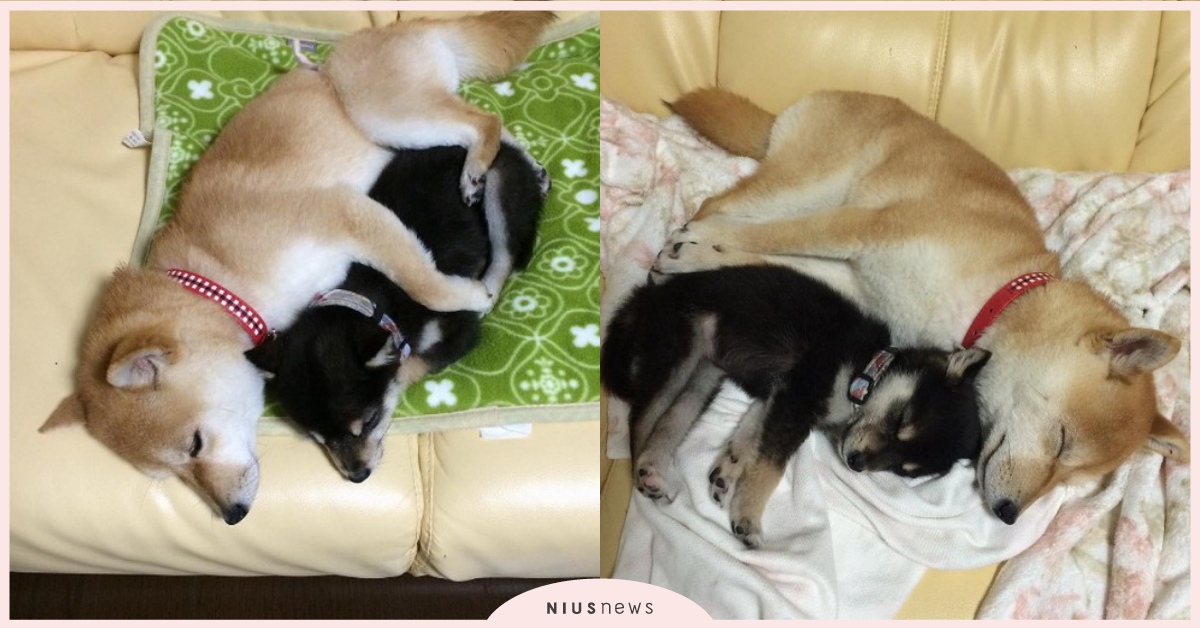 睡覺也要黏緊緊！柴柴姐完全是「妹控」，姐妹感情超好天天抱睡閃瞎主人 mameshiba.natsuinu56、mameshibanatsuinu56、ふゆ、なつ、黏膩