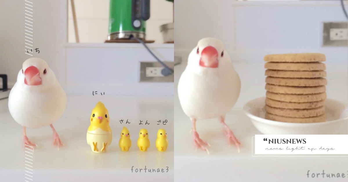 用各種小東西幫鳥寶量身高？超Ｑ的白文鳥はる化身呆萌「活體比例尺」 文鳥、寵物、比例尺、fortunae3、はるさん