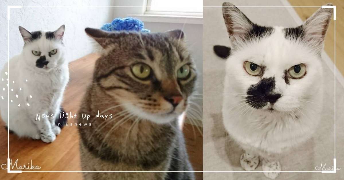 「你的貓貓朋友站在你身後，牠非常火」，表情超有戲個性派「臉上沾到東西」貓貓來啦 marika0124、米克斯、貓、貓咪、喵星人