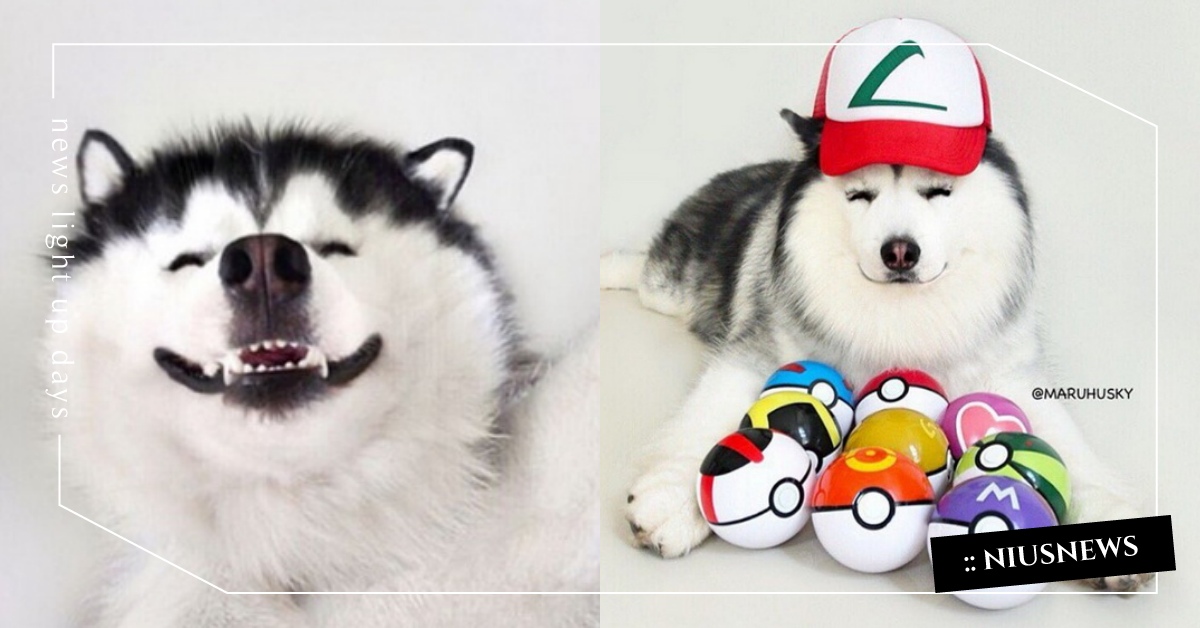 微笑電眼＋開朗咧嘴笑，哈士奇界「笑顏王子」是牠！燦笑二哈Maru擄獲全網 maru、maruhusky、husky、哈士奇、哈哈、月月、狗、狗狗、犬、汪星人、寵物、可愛、寵物生活、療癒、表情帝、搞笑、逗趣、