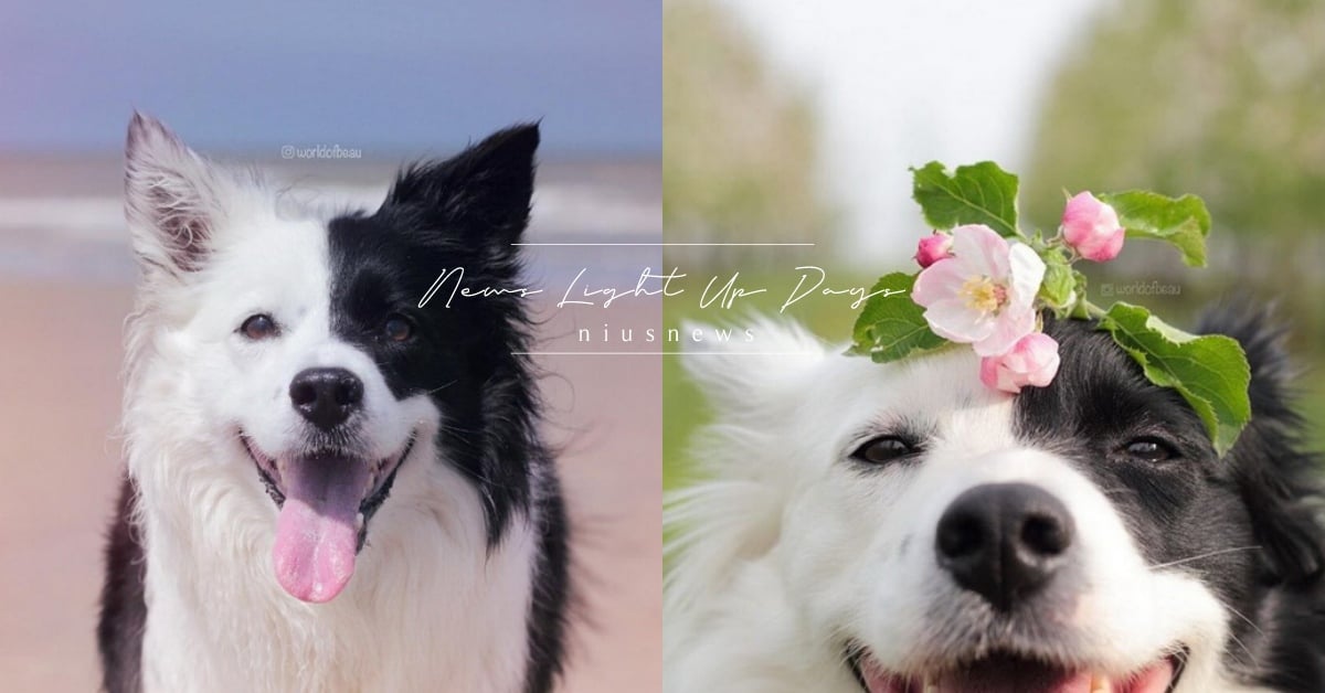 根本是「歌劇魅影汪」！牧羊犬Beau天生雙色顏，可愛＋帥氣同時擁有 Beau、worldofbeau、陰陽、黑白、牧羊犬