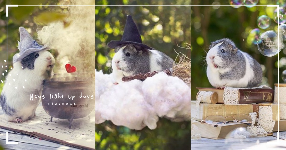 難道是《天竺鼠車車》下班後？超萌天竺鼠Mieps化身小巫師熬煮勾心愛情魔藥啦 天竺鼠、老鼠、夢幻、清新、唯美