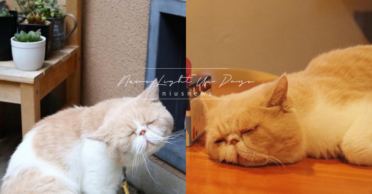 到底做了多少事？總是一臉「我好累」的貓貓，網：這是每天加班的我吧！ 異國短毛貓、バニラ、vanilla、短毛貓、累了