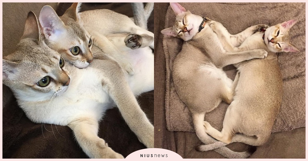 連上廁所也要一起！偽雙胞胎貓兄弟的相親相愛小日子 新加坡貓、dailytoyboy、トイ、ルイ、小日子