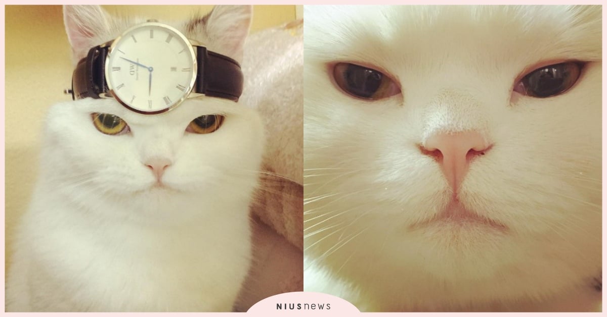 「阿是要不要放飯？」表情壓迫力十足萌貓貓，靜靜看著你到背脊發涼 Hana、iyui1225、戲精、有戲、演員