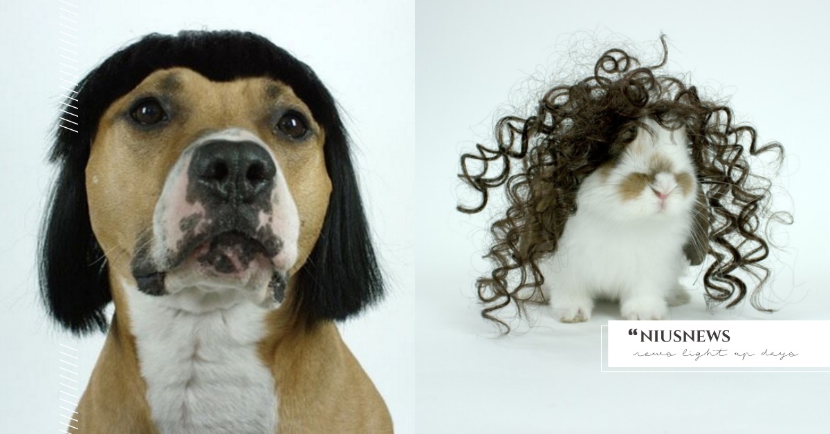 從小兔子、貓狗到馬都有適合尺寸？國外這家公司專做「寵物假髮」？！ Cosplay、寵物、毛小孩、假髮、萬聖節