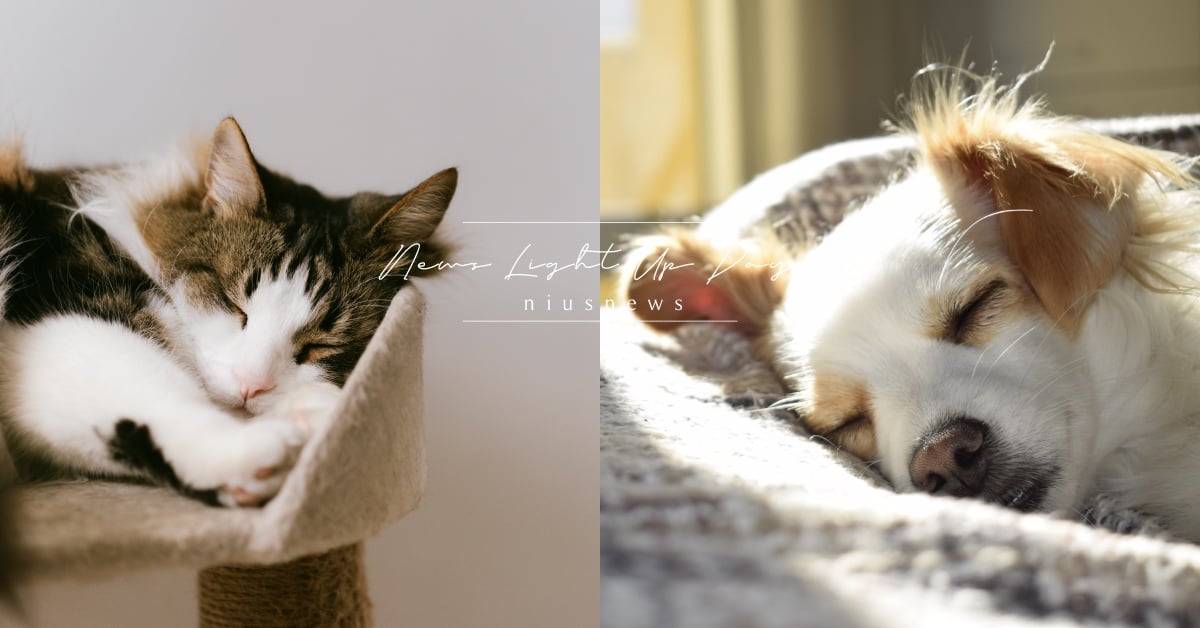 毛小孩真的老了嗎？一分鐘快速檢測寵物老化狀態 毛小孩、狗、貓、寵物、寵物老化