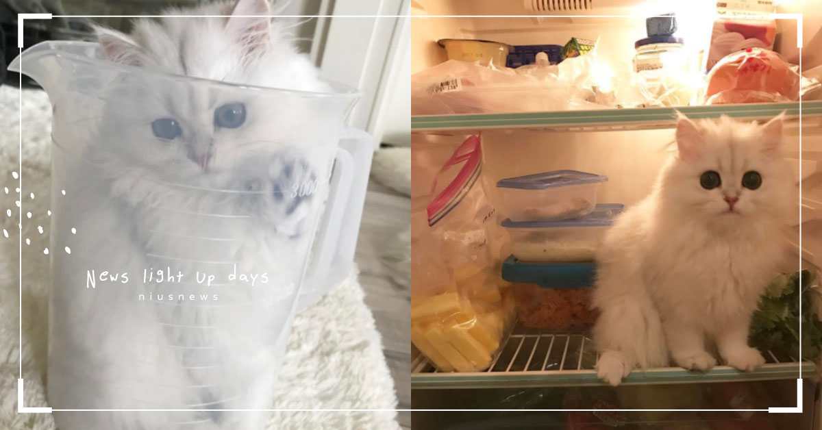 跑到冰箱裡幹嘛？愛躲貓貓的貓咪小蘿莉萌到令人想打包帶走 金吉拉、貓咪、波斯、萌、蘿莉