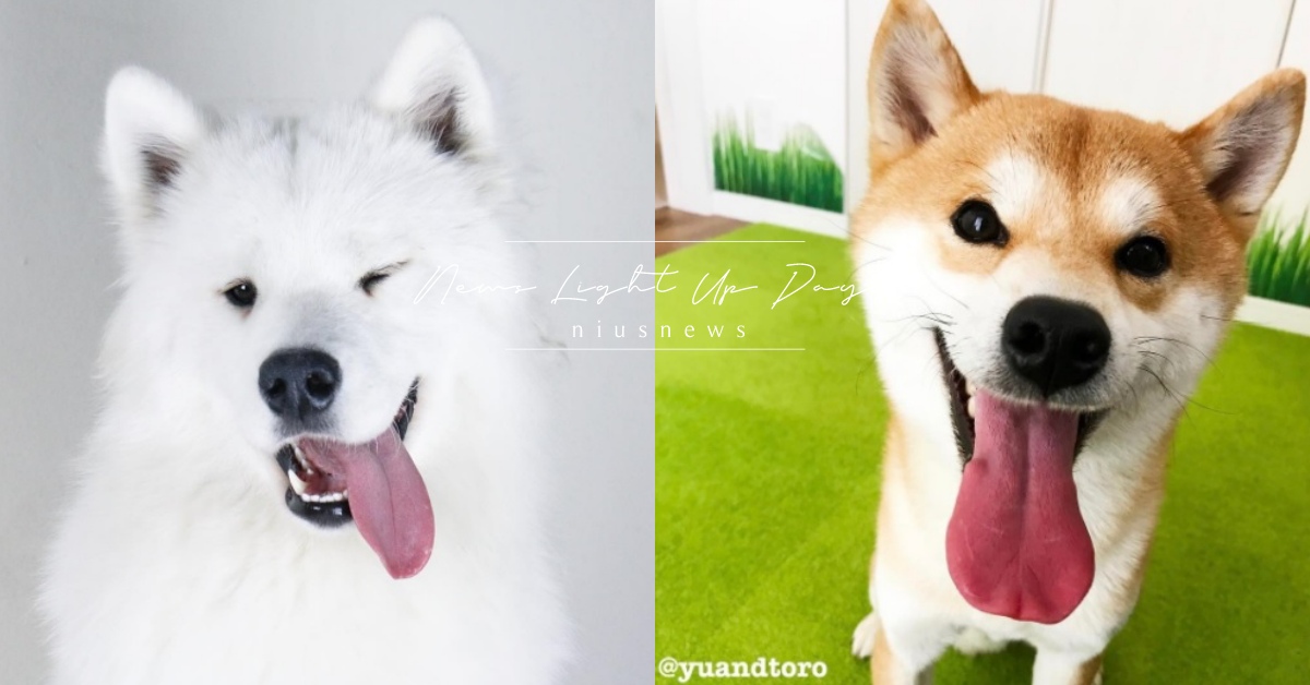 牠真的知道你在傷心！研究顯示：汪星人能「讀懂情緒」分辨喜怒哀樂 寵物、狗狗、汪星人、聰明、情緒