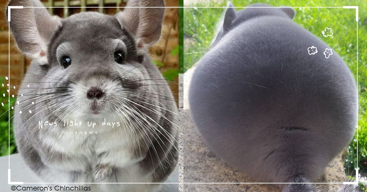 龍貓原型是牠！呆萌眼神＋大耳朵＋圓屁屁無敵療癒，紫藍羅栗鼠可愛日常特輯 紫藍羅、栗鼠、龍貓、毛絲鼠、Cameron Holmes、camerons_chinchillas、英國