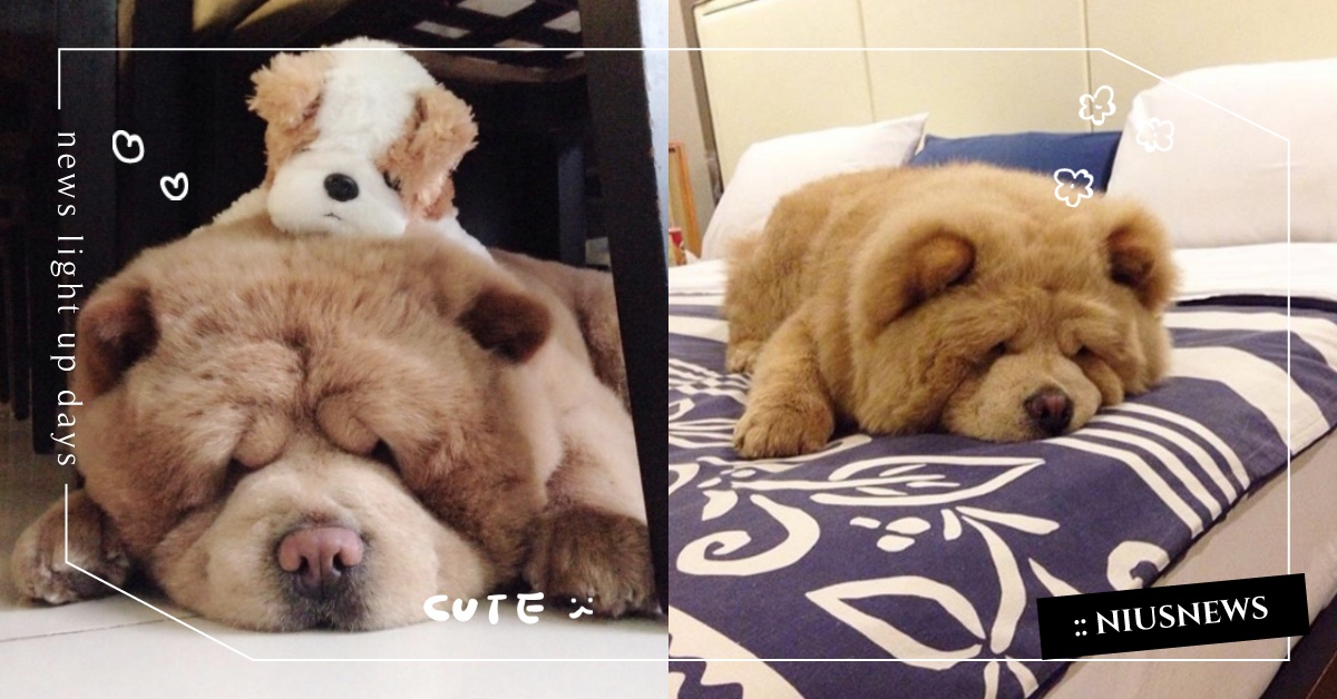 敦厚又傻萌！毛茸茸的巨型娃娃鬆獅犬Chowder，小時候竟有一段悲傷故事？ Chowder、鬆獅犬、狗、可愛、毛茸茸、巨型犬、chowderthebeardog