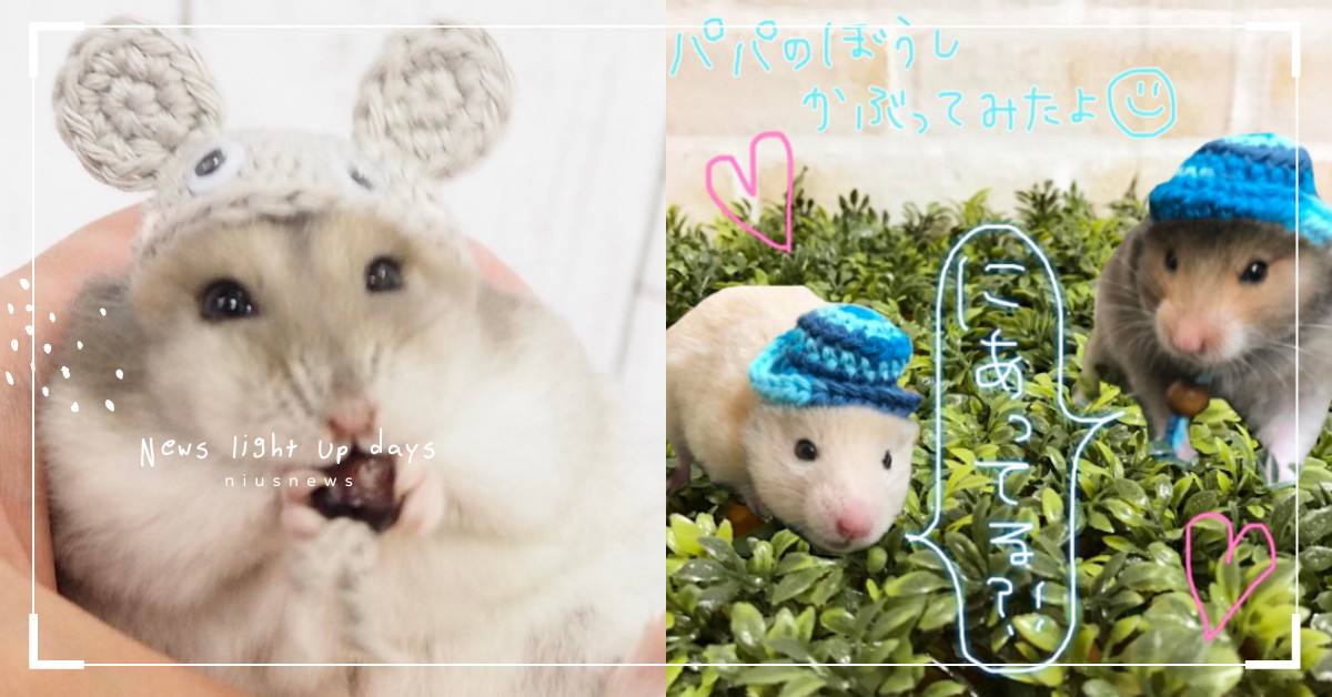 絕對是帽子太小不是我太胖！倉鼠戴上帽帽實在太療癒啦～ 倉鼠、帽子、可愛、cosplay、扮家家酒、倉鼠帽、黃金鼠、哈姆太郎