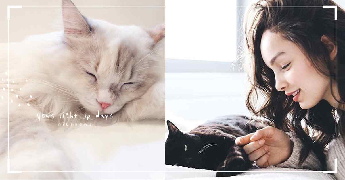 貓奴們看了都暴動的夢幻工作！愛爾蘭貓咪動物醫院曾徵求職業「摸貓」人 cat cuddler、貓咪動物醫院、摸貓、愛爾蘭、都柏林、貓咪