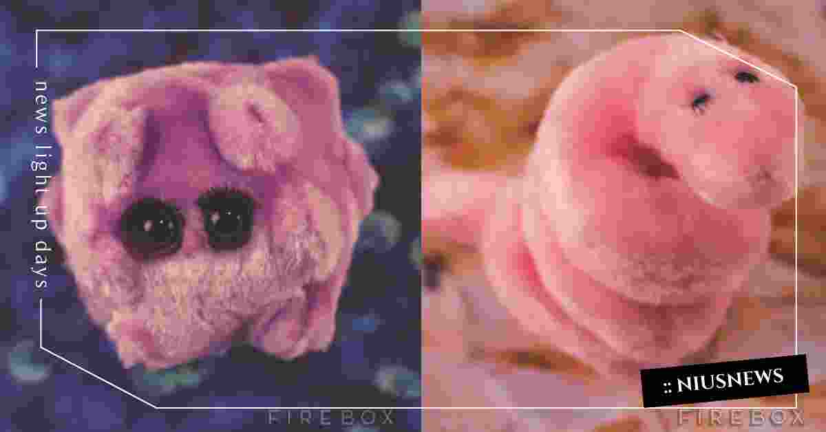 收到梅毒娃娃的話會開心嗎？微生物絨毛玩偶意外戳中萌點 微生物、細菌、病毒、性病、娃娃