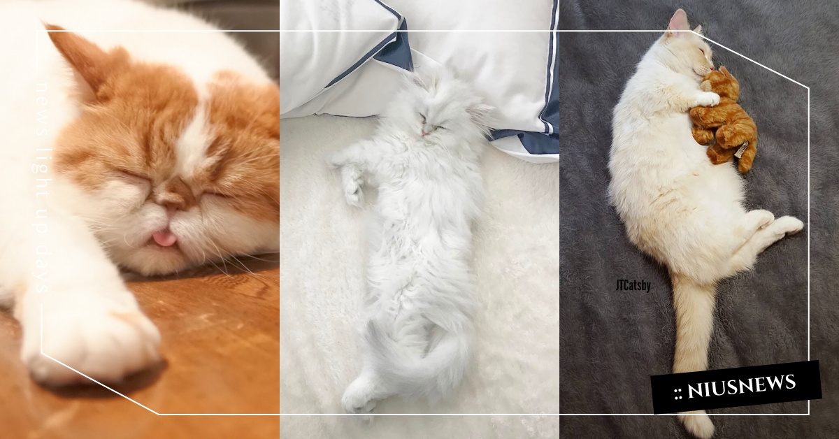 睡到投降也太可愛了吧？10種萌到捨不得叫他起床的貓咪睡姿 睡覺、熟睡、可愛、貓咪、睡姿